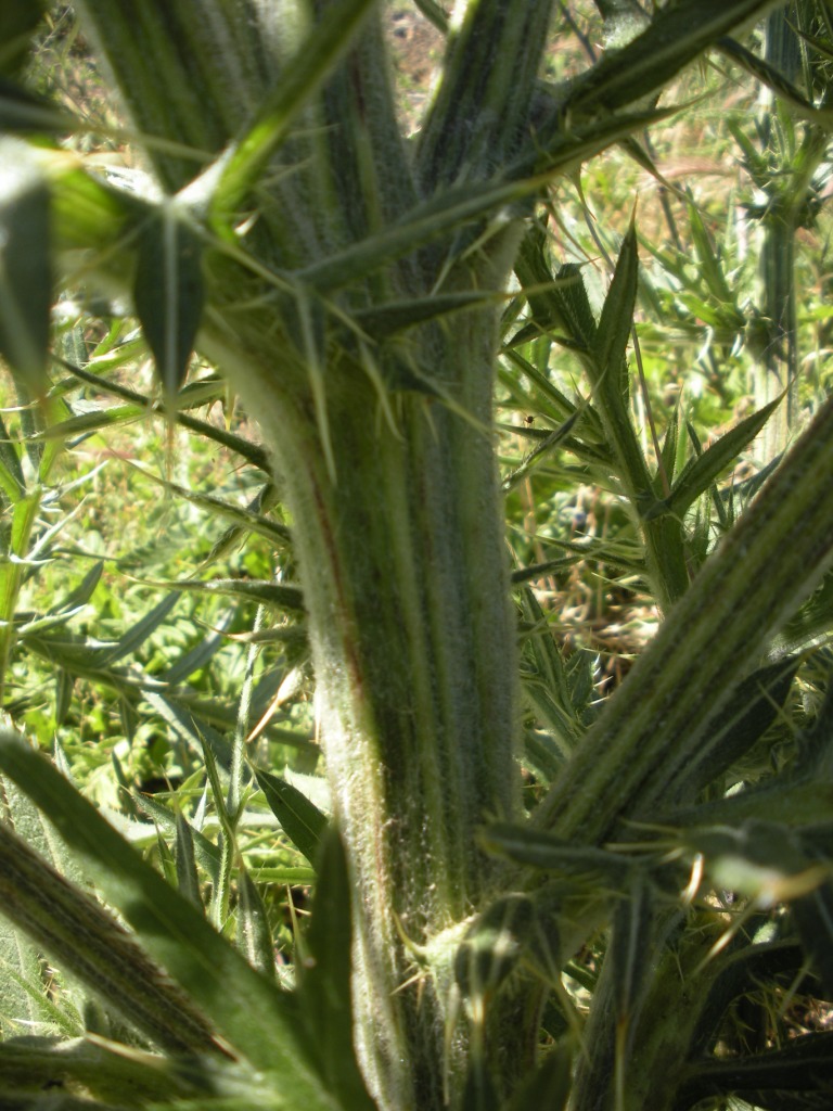 Cirsium lacaitae  / Cardo di Lacaita